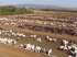 Fazenda com dívida no tocantins, confinamento